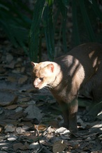 jaguarundi