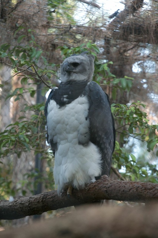 harpy eagle