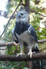 harpy eagle