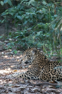 jaguar
