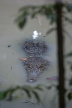 crocodile