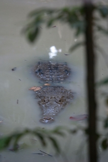 crocodile