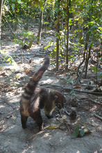 coatimundi