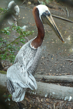 pelican