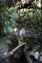 some bird