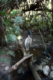 some bird