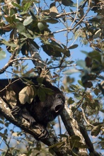 howler monkeys
