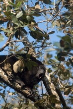 howler monkeys