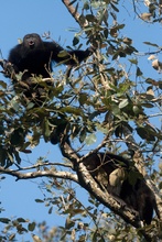 howler monkeys