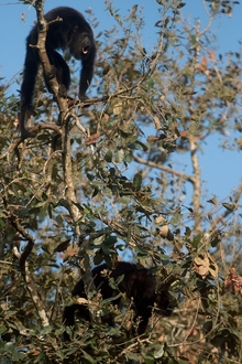howler monkeys