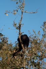 howler monkeys