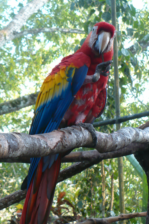 macaw