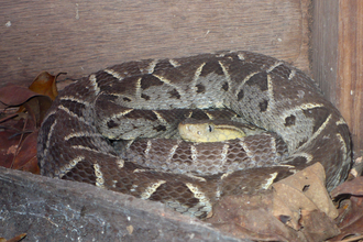 barba amarilla, deadly venomous