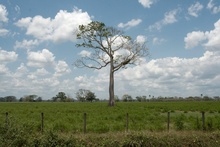 ceiba tree