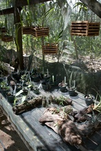 orchid nursery in botanic garden