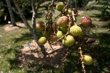 litchi in botanic garden