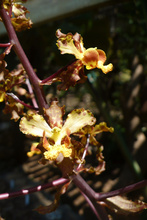 oncidium