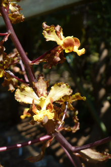 oncidium