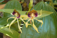 black orchid