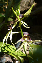 black orchid