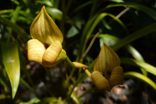orchid