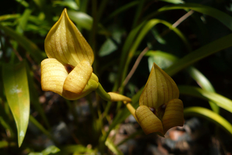 orchid