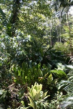 Belize botanic garden