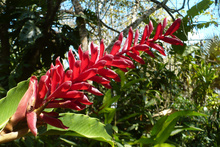 Belize botanic garden