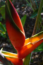 Belize botanic garden
