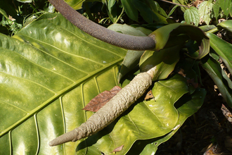 Belize botanic garden