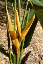 Belize botanic garden