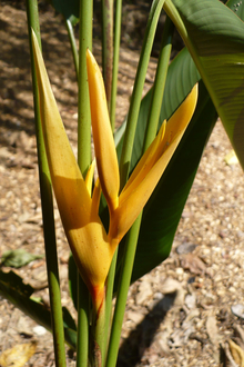 Belize botanic garden