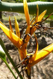Belize botanic garden