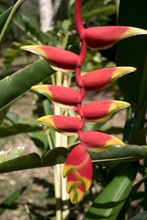 Belize botanic garden