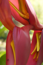 Belize botanic garden