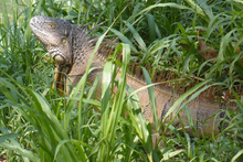 iguano