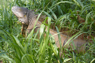 iguano