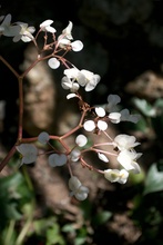 Belize botanic garden