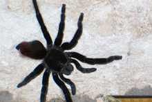 Tarantula