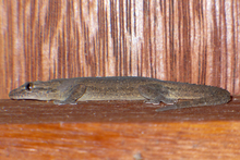 Small gheko