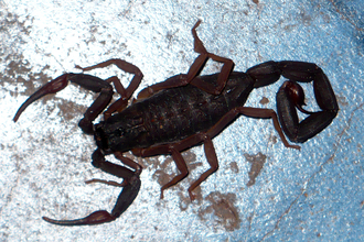 Scorpion