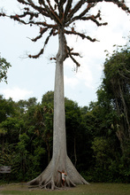 The great ceiba of Tikal