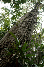 Huge trees in Tikal