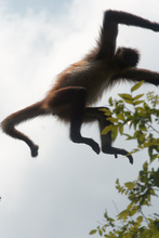 Jumping monkey in Tikal