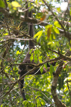 Monkey hidden in the trees