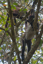 Monkey in Tikal