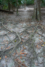 Roots in Tikal
