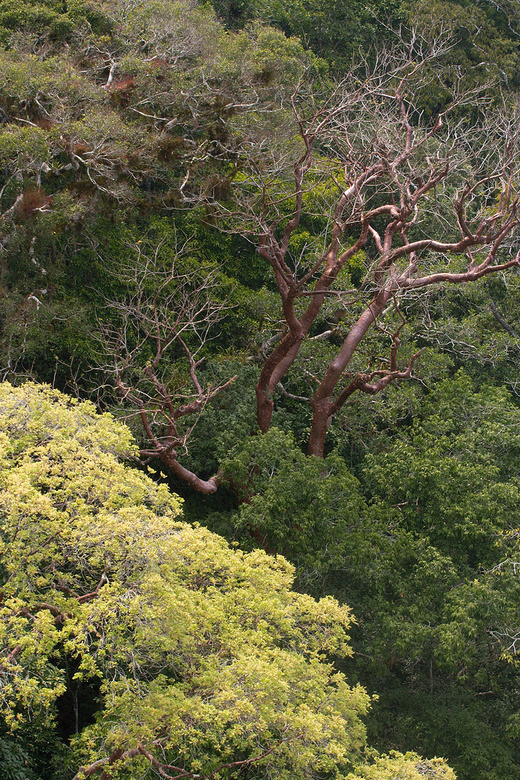 Peten jungle