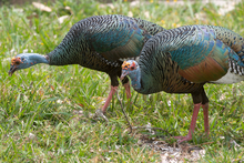 Wild turkeys