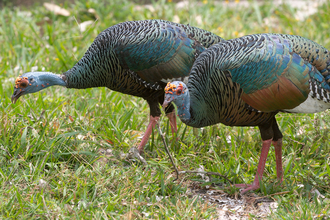 Wild turkeys